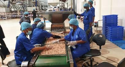 JULIUS BERGER COMMISSIONS ULTRA-MODERN CASHEW PROCESSING CASHEW PLANT IN EPE LAGOS…as engineering construction leader strongly diversify into Nigeria’s agricultural processing sector