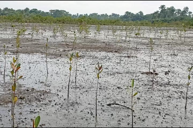 Julius Berger trees drive ecosystem recovery in Rivers, FCT